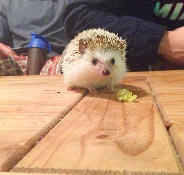 king caesar