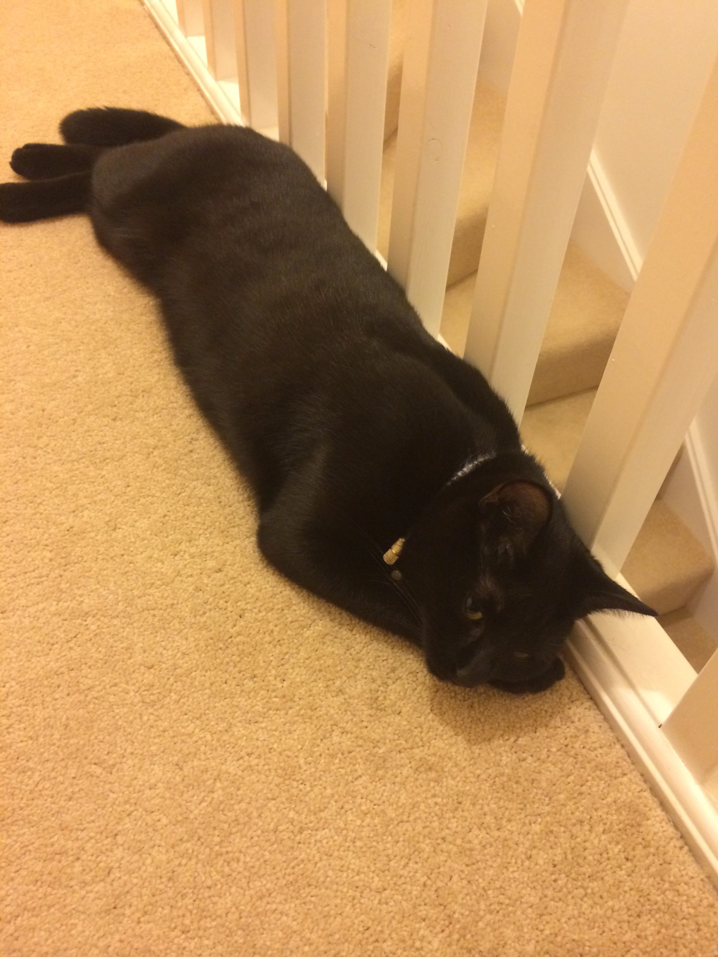 SWNS_KITTEN_KILLER_02