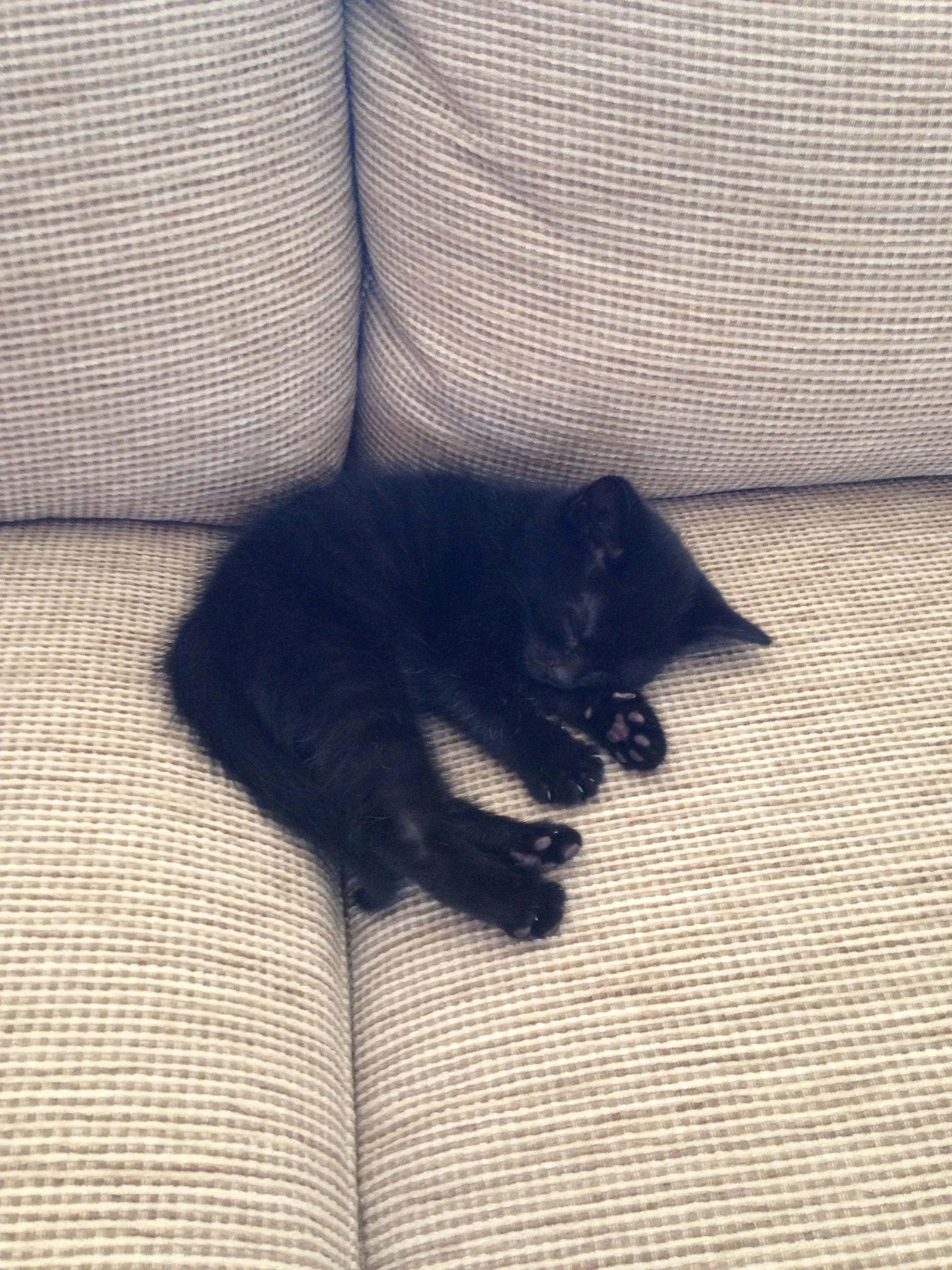 SWNS_KITTEN_KILLER_03
