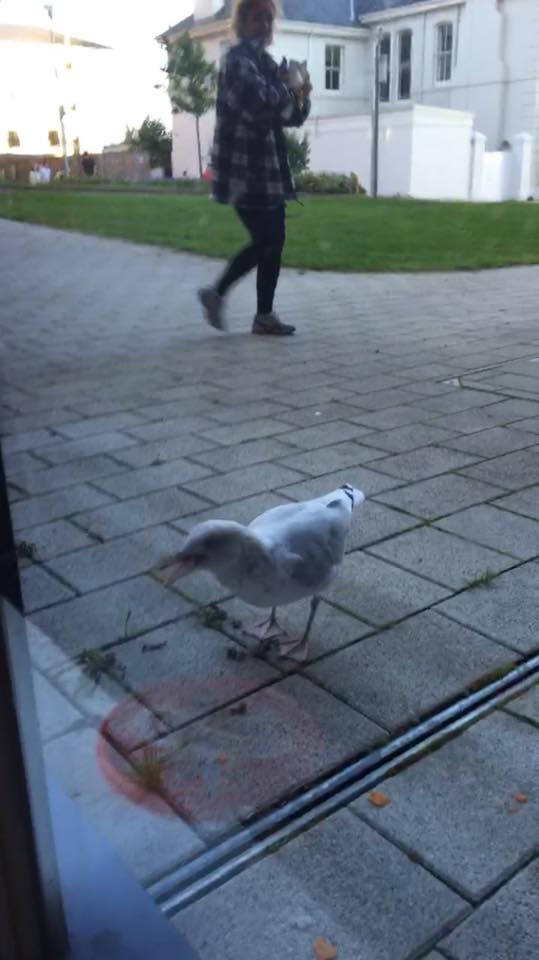 A student bonding with one of the friendly and welcoming on campus gulls