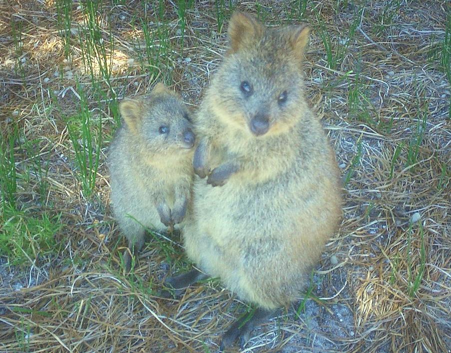 quokka-raffi_kojian-cimg6317