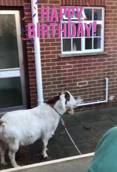 Image may contain: Brick, Mammal, Goat, Animal