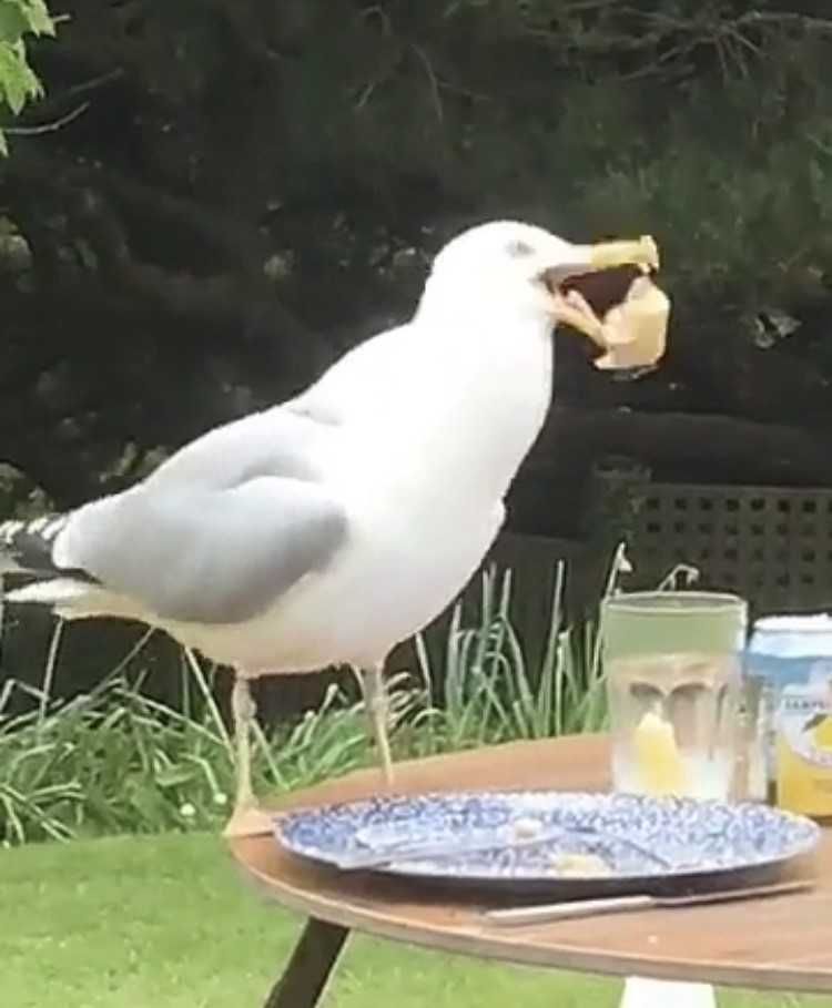 Image may contain: Dove, Pigeon, Seagull, Beak, Bird, Animal