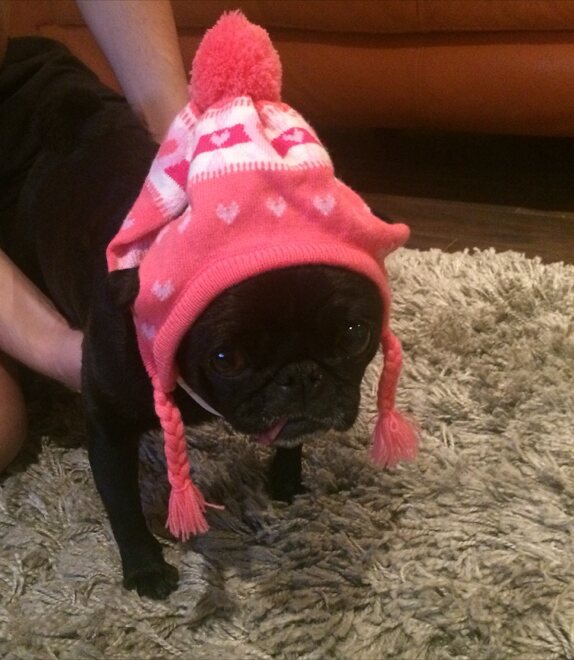 Who needs a significant other, when you have a pug?