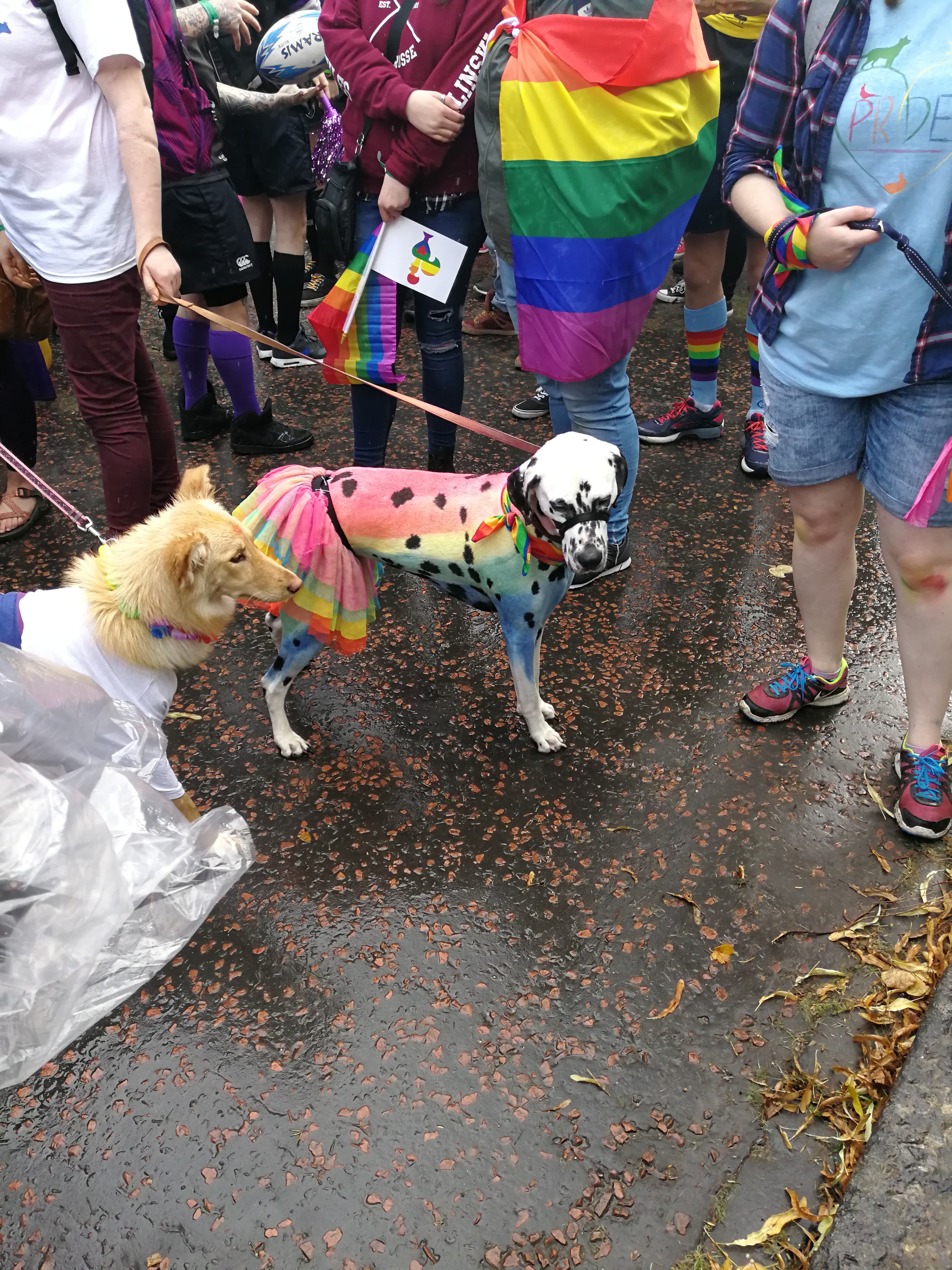 Even dogs joined in the parade
