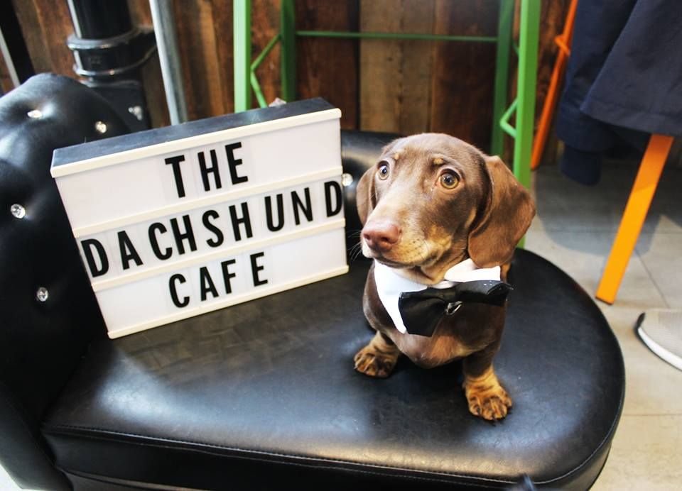 Image may contain: Labrador Retriever, Pet, Mammal, Hound, Dog, Canine, Animal