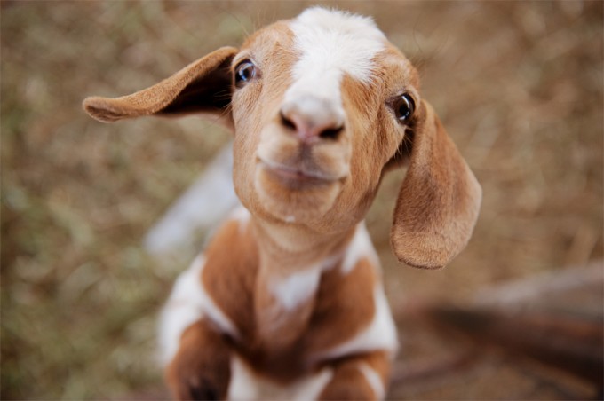 pettingzoo2