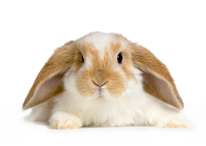 Lop Rabbit