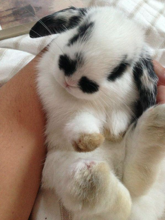 bunny1
