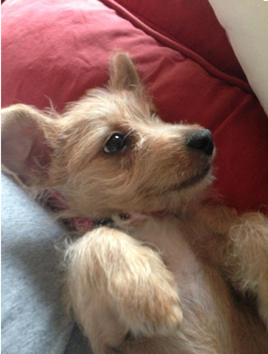 pet1