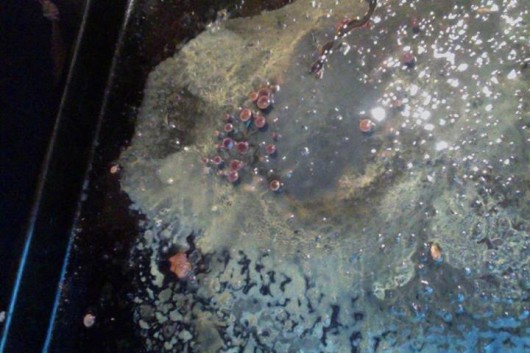 MOULD