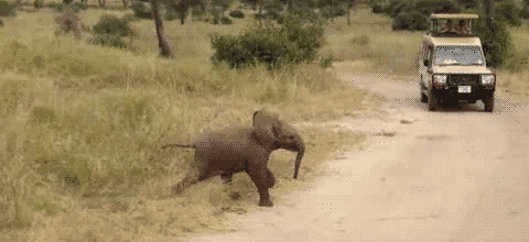 elephant