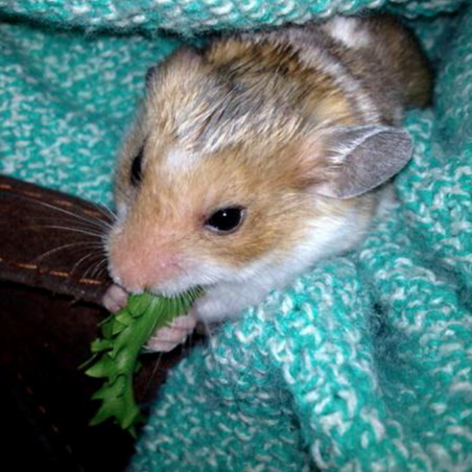 ham