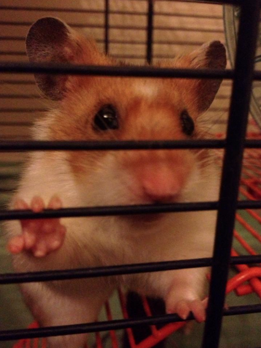 ham1