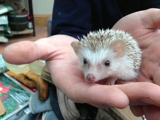 hedgehog