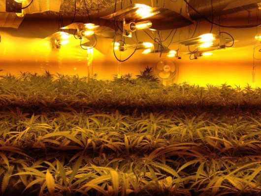 madweed