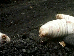maggot