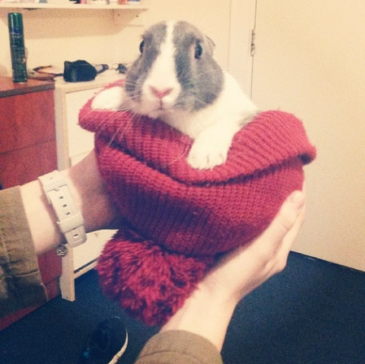 rabbit1