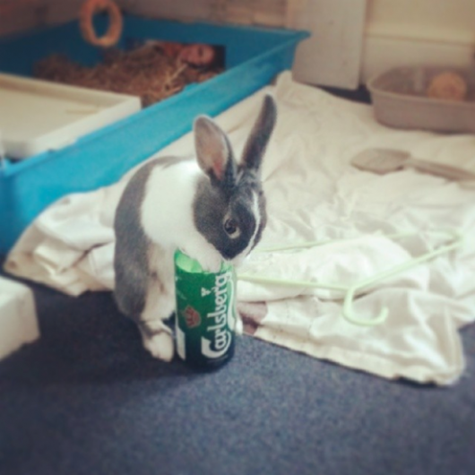rabbit2