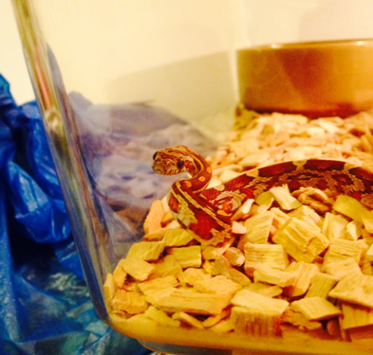 snake3