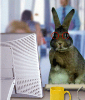giphy (6)