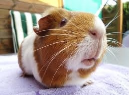 Deceivingly smelly