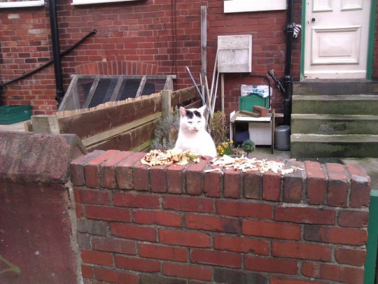 headingley cat 3