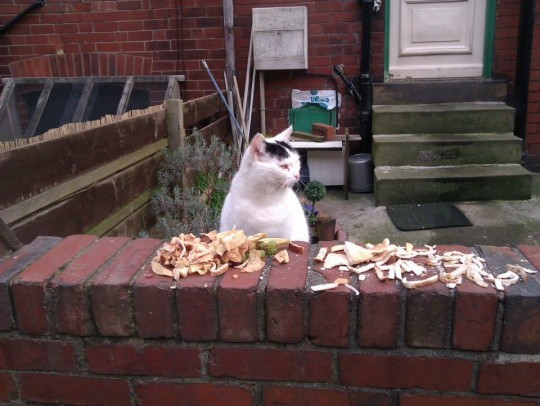 headingley cat 4
