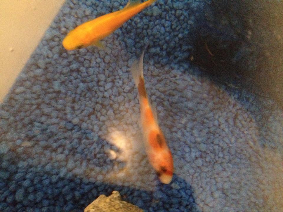fish