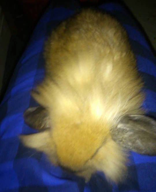 Albert 3