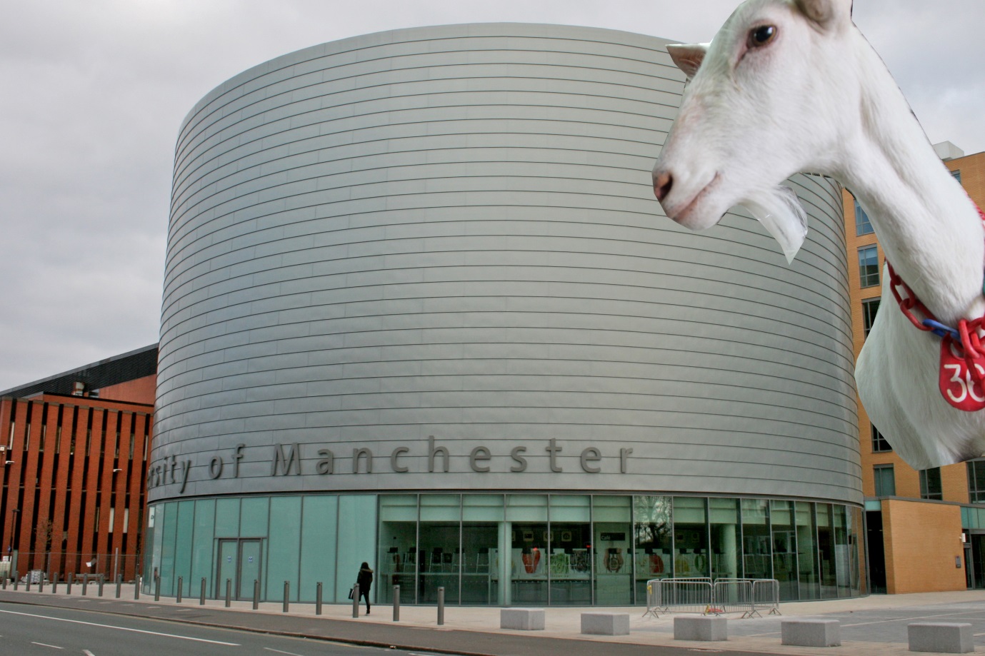 mancgoat