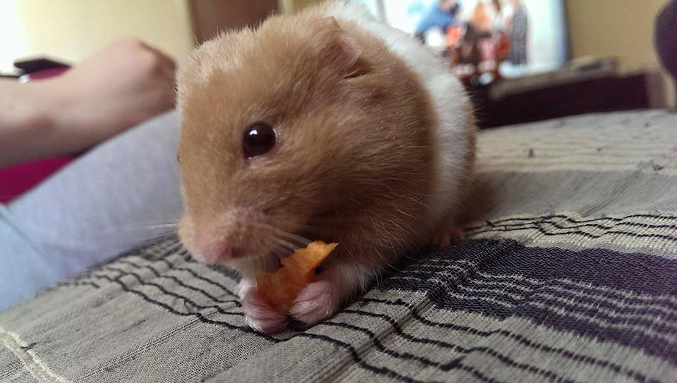 Hamster1