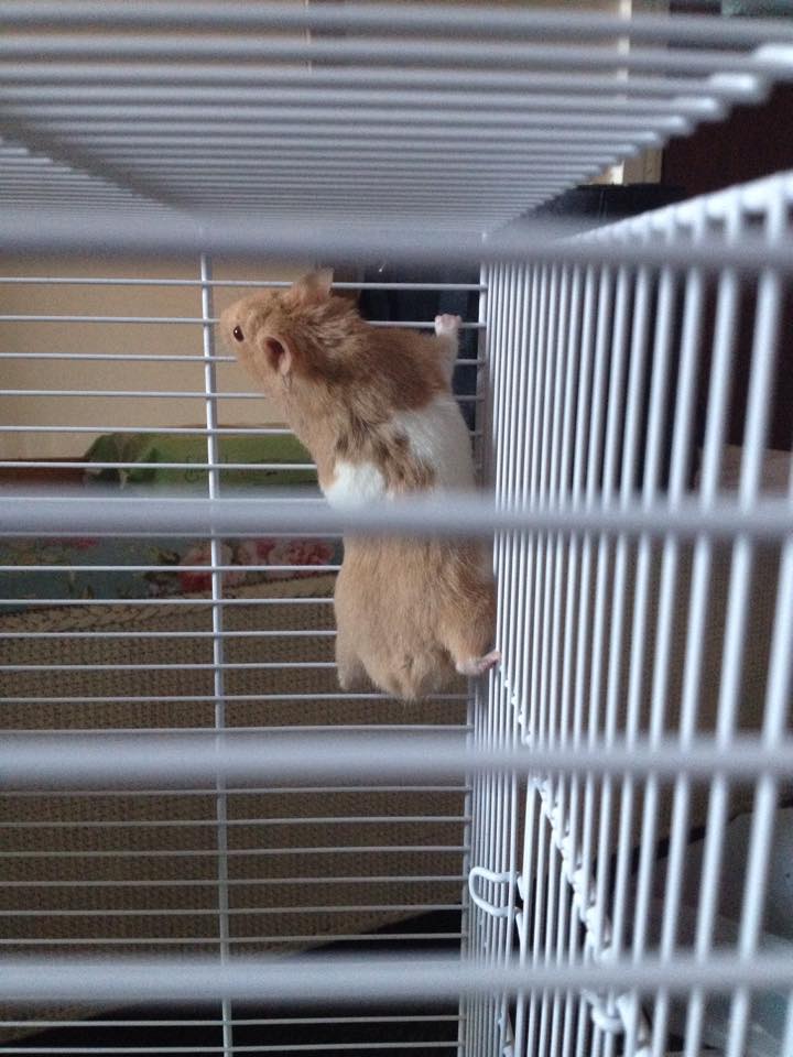 Hamster4