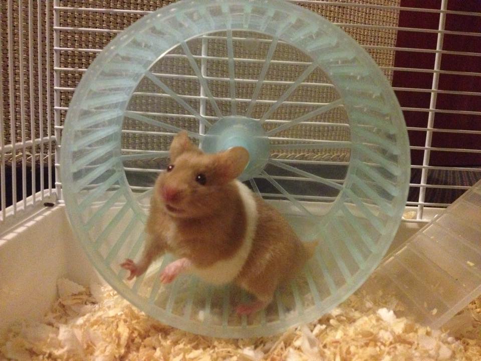 Pippin 3
