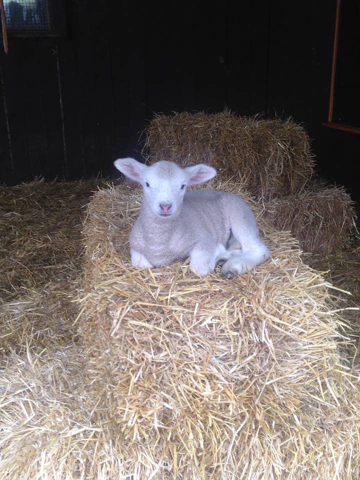 Nice to meet ewe