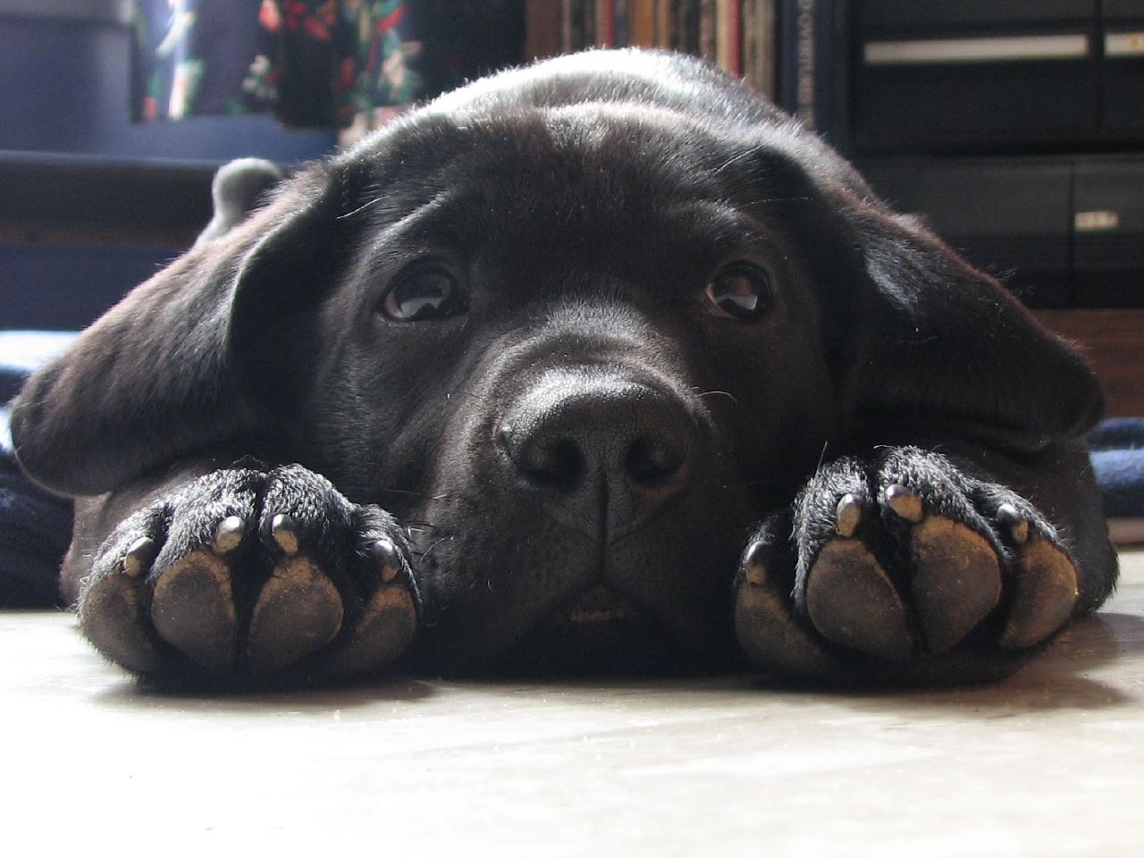 Image may contain: Furniture, Labrador Retriever, Mammal, Canine, Animal, Pet, Dog