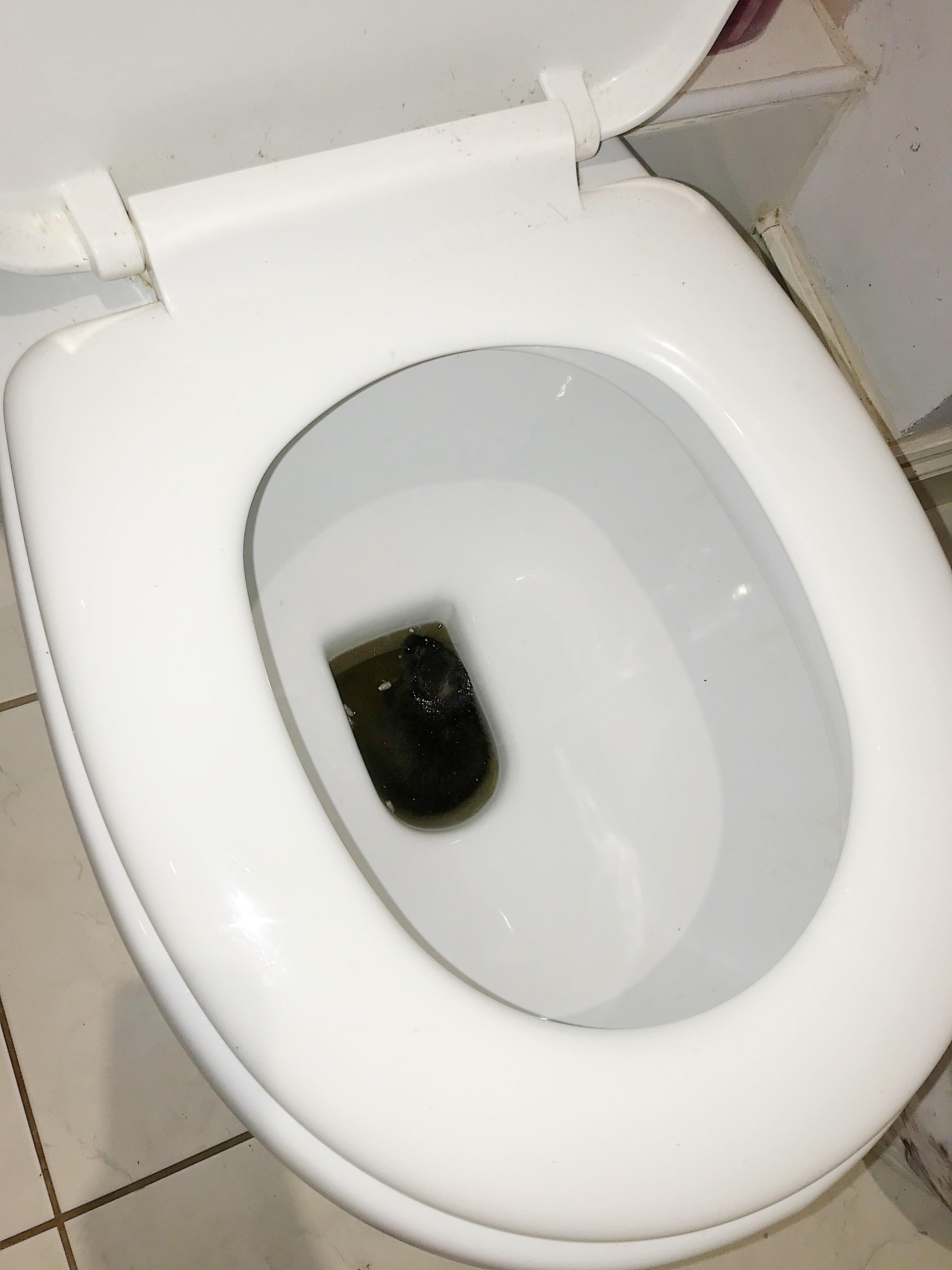 Image may contain: Toilet, Bathroom, Indoors, Room