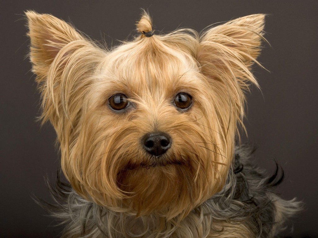 terrier