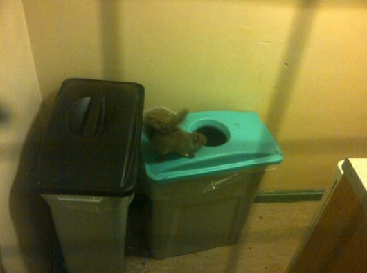 There were squirrels in halls and everything