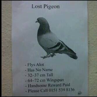 pigeon lost number