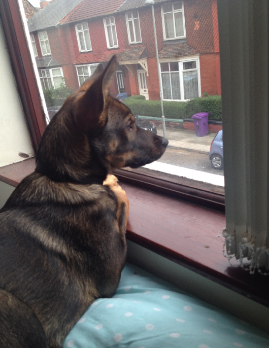 such view very dog wow