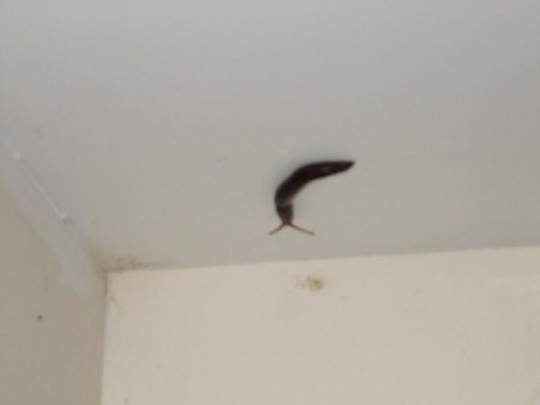 And you'll probably get slugs
