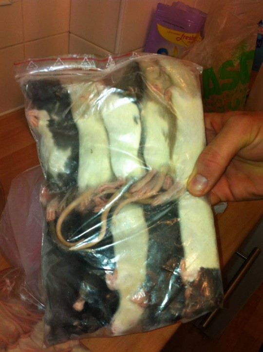 Frozen rats...