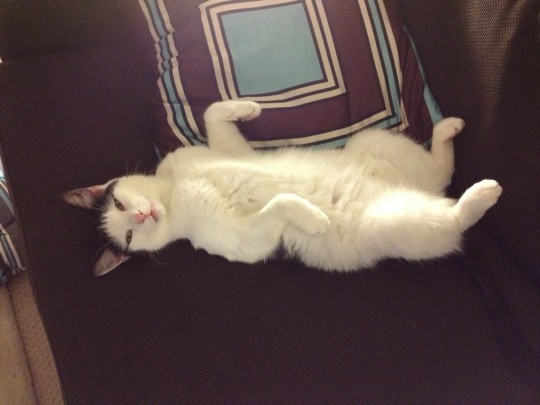 'Shitbag' looking smug he now gets bed to himself