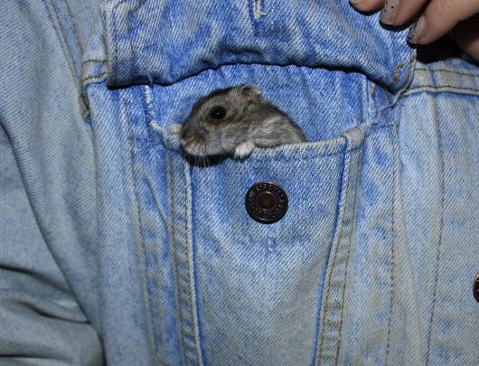 ... and definitely not as cute as this little mouse