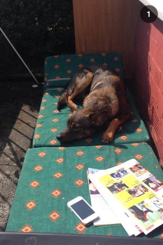 Obligatory pic of Seb the dog