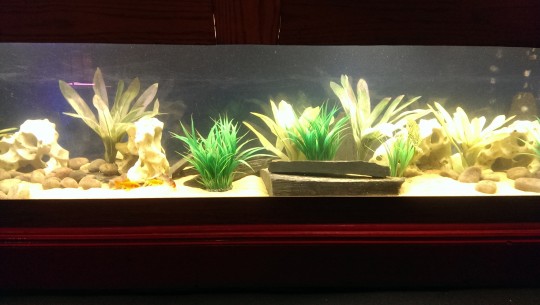 Fish on the fish-tank floor. They love a laugh too, you know.