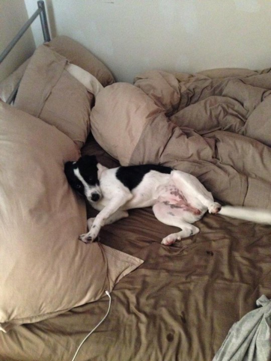 She'll even keep your bed warm when you go out