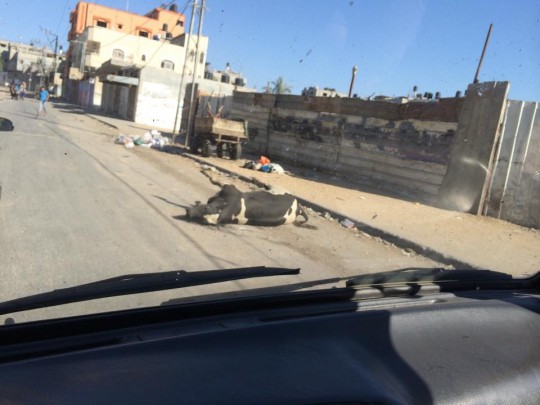 A common image on the roads in Gaza