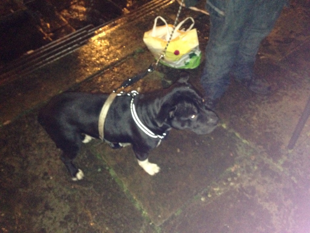 Buster the dog loved the butties